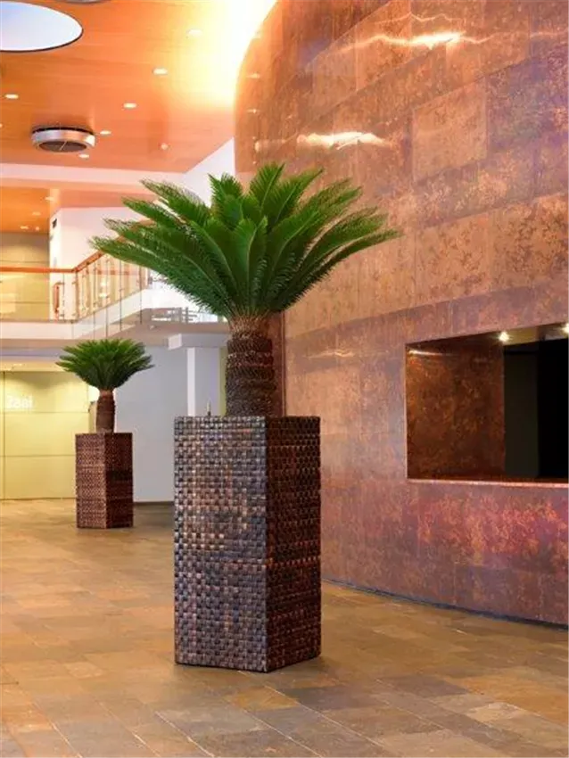 Banana Kubis, braun geflochten — Cycas revoluta