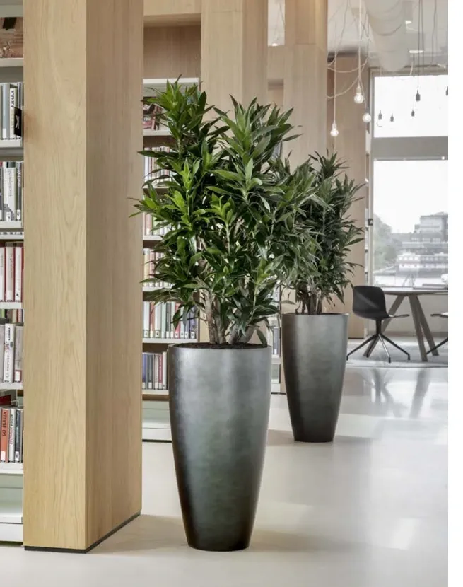 Zwei hohe konische Bodengefäße mit Dracaena zwischen Bücherregalen