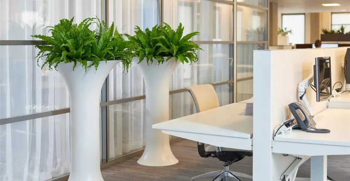 Chapeau Spain 69×120, RAL 9003 — Asplenium