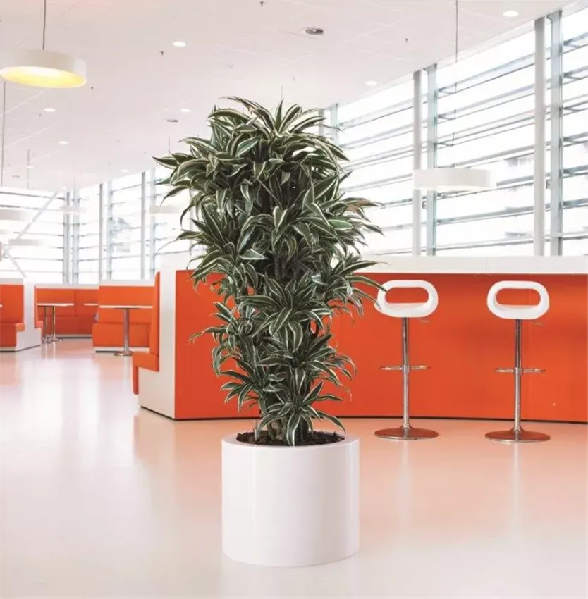 Expert RundPlus, RAL 9010 — Dracaena fragrans