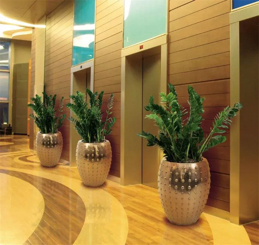 Laos 68×80, Gold — Zamioculcas