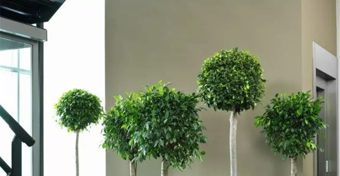 Loft Bowl mit Ficus nitida