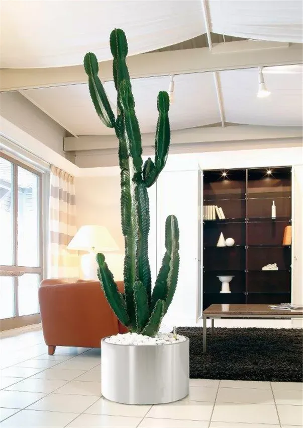 President Standard, Edelstahl gebürstet — Euphorbia ingens